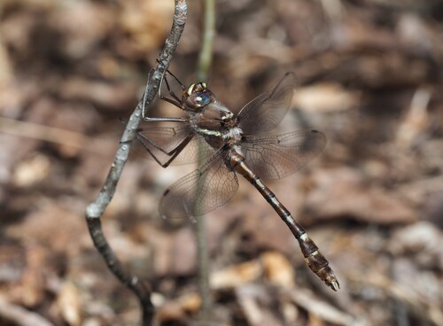 Stream Cruiser photo 4