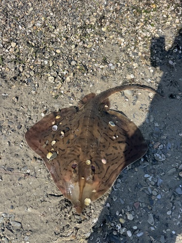 Clearnose Skate, Aquidneck Island, Portsmouth, RI, US, photo 8 of 10