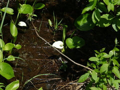 Water Arum (Calla palustris)