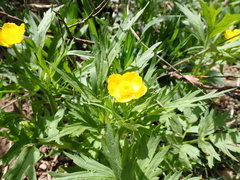 Ranunculus orthorhynchus, photograph (c) crothfels, some rights reserved (CC BY)