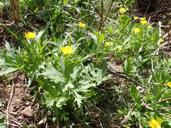Ranunculus orthorhynchus