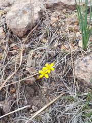 Phemeranthus parvulus