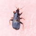 Xylocoris cursitans - Photo (c) Owen Strickland, some rights reserved (CC BY-NC), uploaded by Owen Strickland