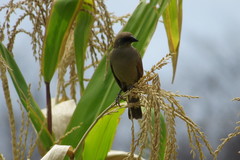 Agelaioides fringillarius