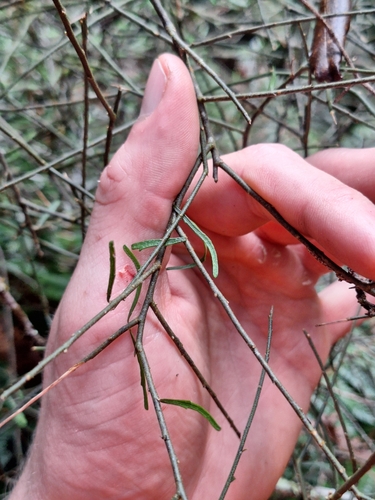 Melicytus flexuosus