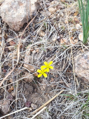 Phemeranthus parvulus