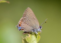 Satyrium edwardsii