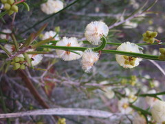 Acacia stenoptera