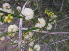 Acacia stenoptera