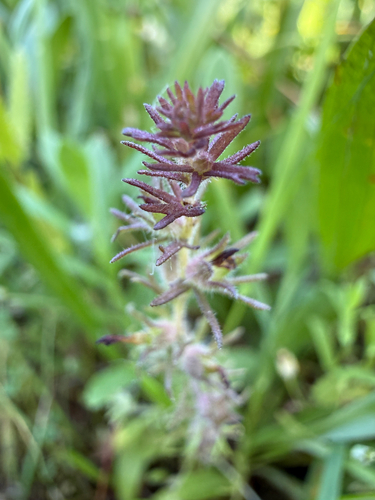 Triphysaria pusilla, photograph 4