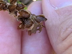 Trifolium bejariense