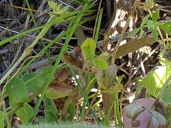 Trifolium bejariense