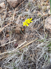 Phemeranthus parvulus