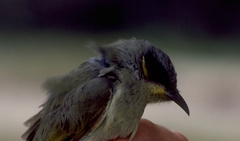 Lichenostomus cratitius