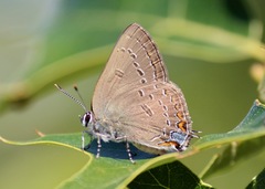 Satyrium edwardsii
