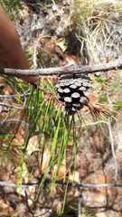 Pinus lumholtzii