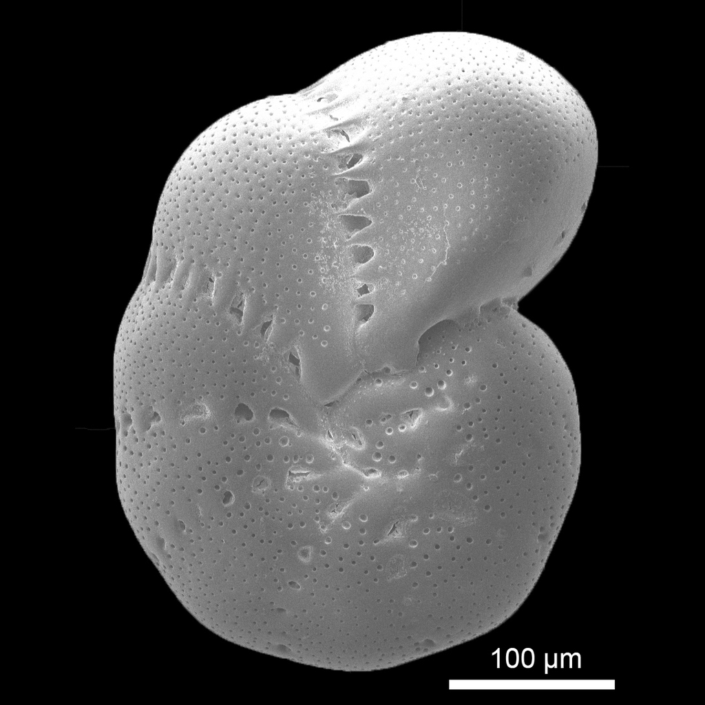 Elphidium kugleri