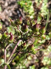Penstemon laxiflorus