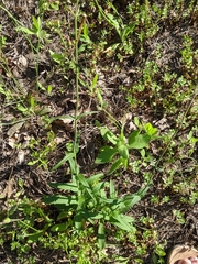 Penstemon laxiflorus