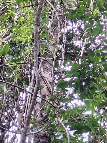Silvery Marmoset