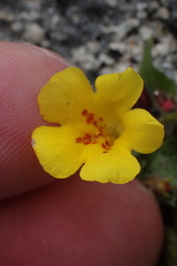 Erythranthe geniculata