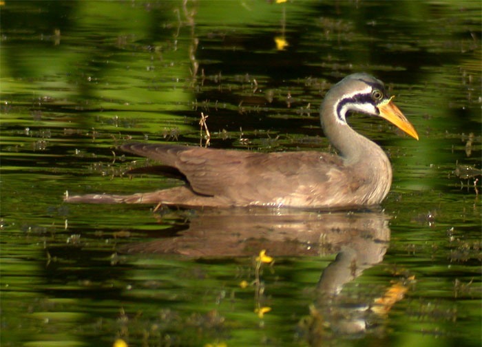 Masked Finfoot illustration