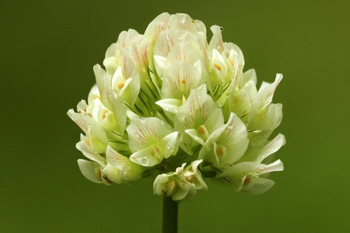 Trifolium stoloniferum, photograph 4