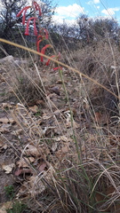 Polianthes geminiflora