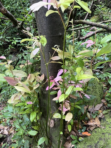 Cinnamomum burmanni observed 2026-05-26