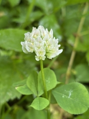 Trifolium stoloniferum, photograph (c) William J. Deml, some rights reserved (CC BY)