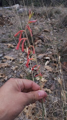 Polianthes geminiflora