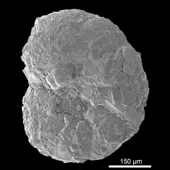 Ammobaculites dilatatus