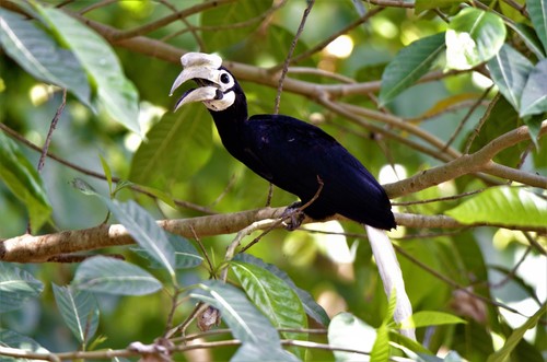 Palawan Hornbill