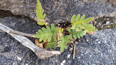 Pleopeltis thyssanolepis