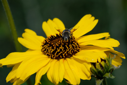iNaturalist observation photo of Yellow-shouldered Drone Fly