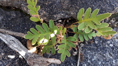 Pleopeltis thyssanolepis