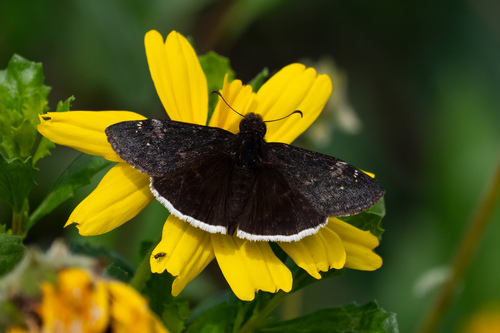 iNaturalist observation photo of Funereal Duskywing