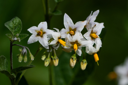 iNaturalist observation photo of greenspot nightshade