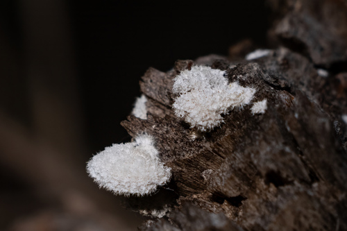 iNaturalist observation photo of splitgill mushroom