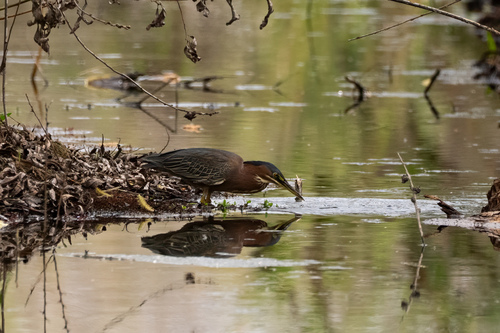iNaturalist observation photo of Green Heron