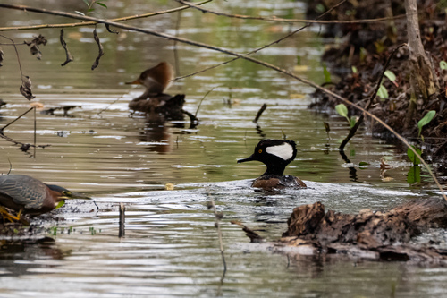 iNaturalist observation photo of Hooded Merganser