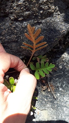 Pleopeltis thyssanolepis