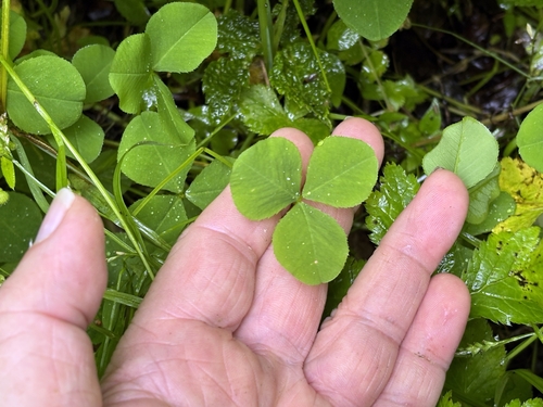 Trifolium stoloniferum, photograph 6