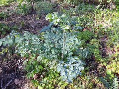 Thalictrum fendleri polycarpum