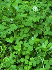Trifolium stoloniferum, photograph (c) William J. Deml, some rights reserved (CC BY)