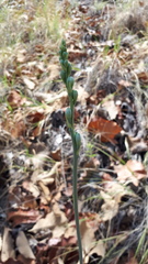 Prochnyanthes mexicana