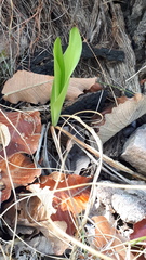 Prochnyanthes mexicana