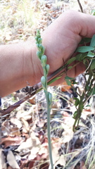 Prochnyanthes mexicana