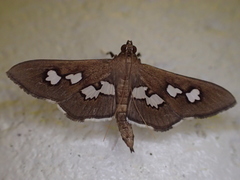 Omiodes odontosticta