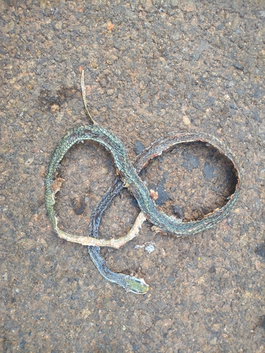 Giri's Bronzeback